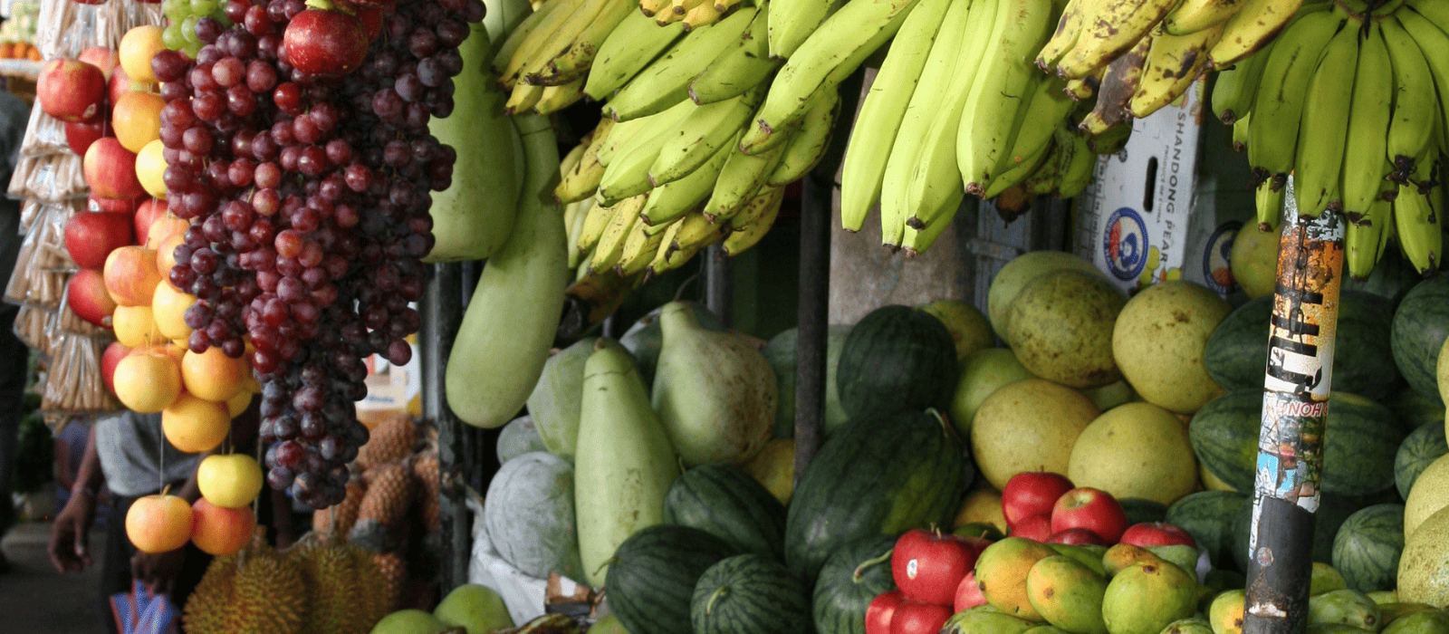 Peligros potenciales de los alimentos transgénicos o genéticamente modificados